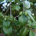 bird plum